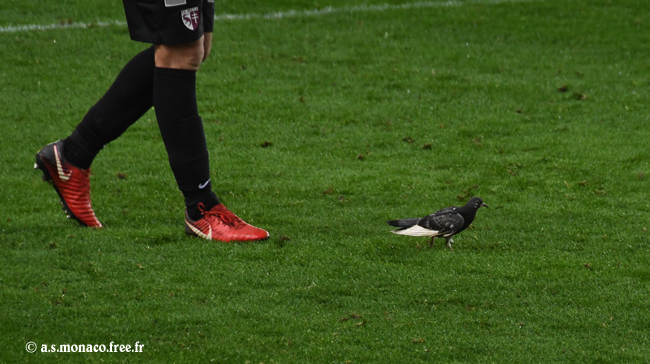 Les pigeons monégasques sont casse-cou